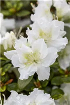  - Rhododendron obtusum 'Schneeperle'®