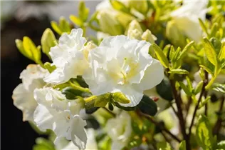  - Rhododendron obtusum 'Schneeperle'®