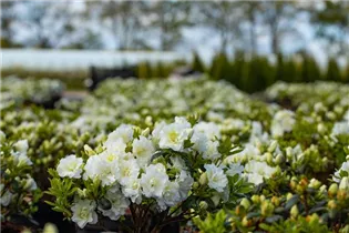  - Rhododendron obtusum 'Schneeperle'®