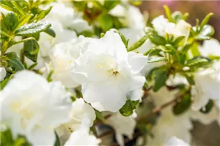  - Rhododendron obtusum 'Schneeperle'®