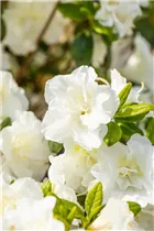  - Rhododendron obtusum 'Schneeperle'®