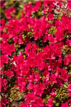  - Rhododendron obtusum 'Bambino'