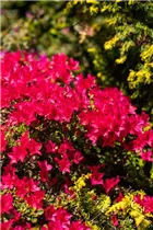  - Rhododendron obtusum 'Bambino'