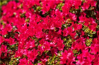  - Rhododendron obtusum 'Bambino'