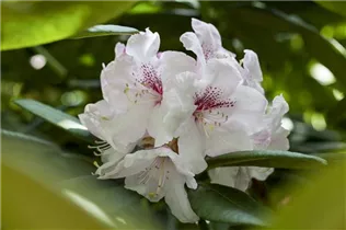  - Rhododendron obtusum 'Schneewittchen'