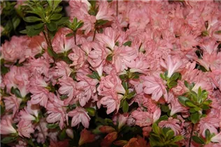  - Rhododendron obtusum 'Blaauw´s Pink'