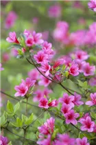  - Rhododendron obtusum 'Silvester'