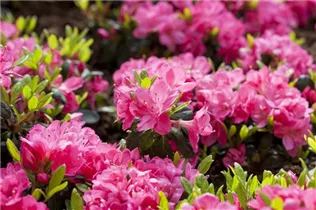 - Rhododendron obtusum 'Canzonetta'