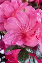  - Rhododendron obtusum 'Canzonetta'