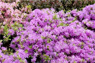  - Rhododendron obtusum 'Diamant Enzianblau'®