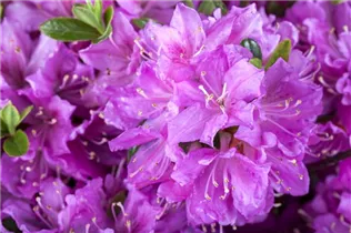  - Rhododendron obtusum 'Diamant Enzianblau'®
