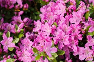  - Rhododendron obtusum 'Diamant Enzianblau'®