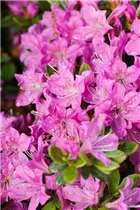  - Rhododendron obtusum 'Diamant Enzianblau'®