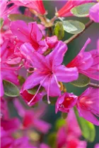  - Rhododendron obtusum 'Taschkent'