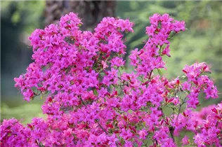  - Rhododendron obtusum 'Taschkent'