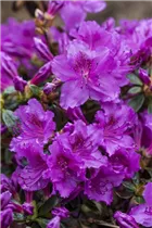  - Rhododendron obtusum 'Diamant'®