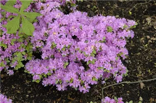  - Rhododendron obtusum 'Diamant'®