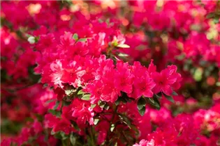  - Rhododendron obtusum 'Wildenstein'