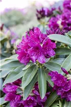  - Rhododendron 'Old Port'