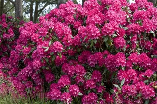  - Rhododendron 'Old Port'