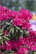  - Rhododendron 'Old Port'