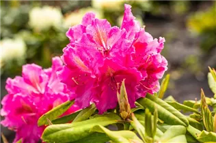  - Rhododendron 'Old Port'