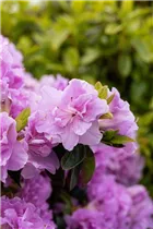  - Rhododendron obtusum 'Elsie Lee'