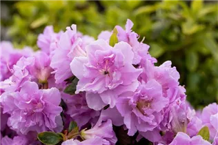  - Rhododendron obtusum 'Elsie Lee'