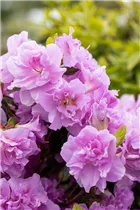  - Rhododendron obtusum 'Elsie Lee'