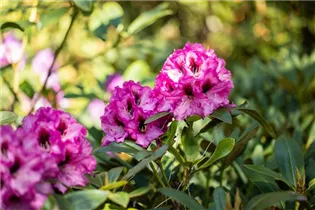  - Rhododendron 'Ornament'