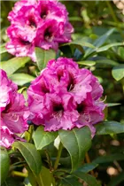  - Rhododendron 'Ornament'