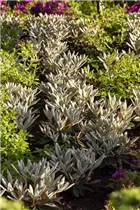  - Rhododendron pachysanthum 'Silbervelours'