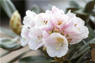 - Rhododendron pachysanthum 'Silbervelours'