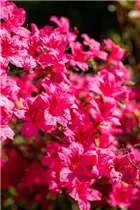  - Rhododendron obtusum 'Fedora'