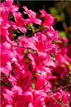  - Rhododendron obtusum 'Fedora'