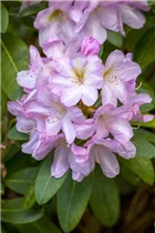- Rhododendron 'Paola'  - Rhododendron 'Paola'