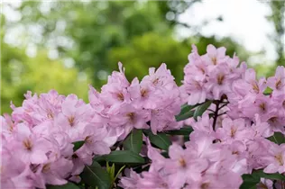 - Rhododendron 'Paola'  - Rhododendron 'Paola'