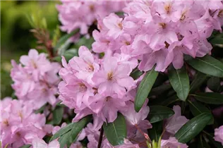 - Rhododendron 'Paola'  - Rhododendron 'Paola'