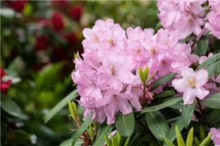 - Rhododendron 'Paola'  - Rhododendron 'Paola'
