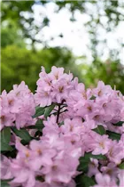 - Rhododendron 'Paola'  - Rhododendron 'Paola'