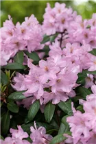 - Rhododendron 'Paola'  - Rhododendron 'Paola'