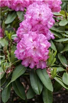  - Rhododendron 'Parker´s Pink'