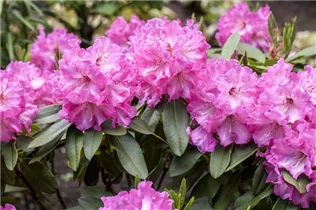  - Rhododendron 'Parker´s Pink'