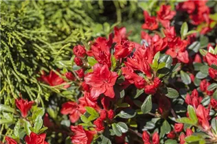  - Rhododendron obtusum 'Fridoline'