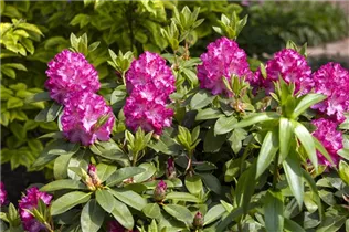  - Rhododendron 'Passion'