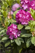  - Rhododendron 'Passion'