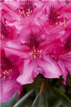  - Rhododendron 'Pearce's American Beauty'