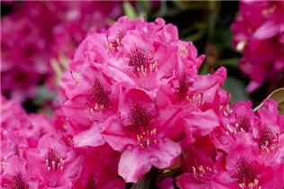  - Rhododendron 'Pearce's American Beauty'