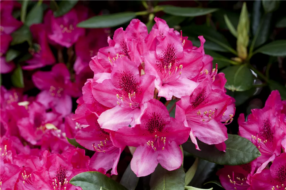 Rhododendron 'Pearce's American Beauty'