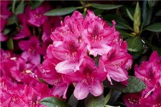  - Rhododendron 'Pearce's American Beauty'